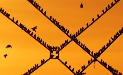 NE 23 137 - Starlings at Sunset2