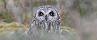 NE 24 193 - Short-eared Owl stare